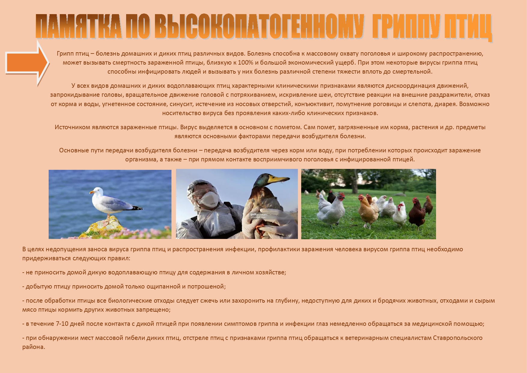 Грипп птиц памятка самодельная page 0001