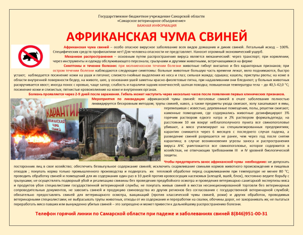 африканская чума свиней