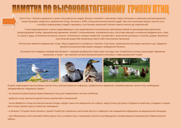Памятка по гриппу птиц
